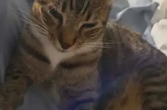 Chatte tigrée perdue à Marseille - photo