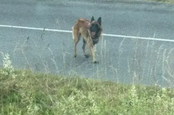 Chien trouvé harnais noir/rouge Le Bignon - photo