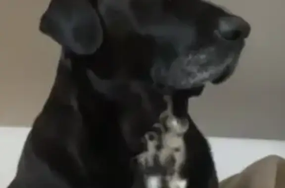 Chien perdu: labrador-dalmatien noir yeux vairons - photo