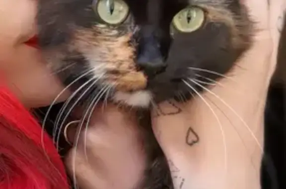 Animaux perdus , photo: Chatte écaille perdue à Cormost