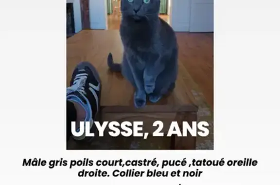 Animaux perdus Compiègne, photo: Chat gris perdu à Compiègne