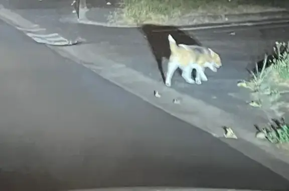 Chien trouvé , photo: Beagle corpulent trouvé à La Ville-aux-Dames