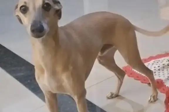 cachorro desaparecida