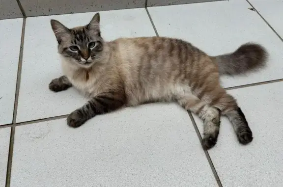 gato desaparecida