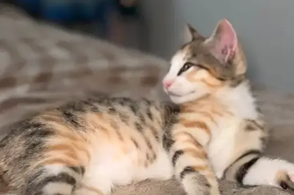 Gata Multicolor Perdida en Murcia - San Leandro