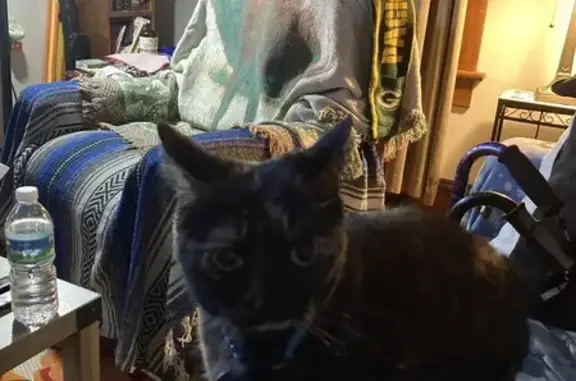 Lost Cat Astrid: Black with Gold Flicks