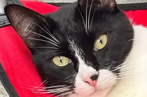 Se Busca: Gato Blanco y Negro Perdido en Cancún