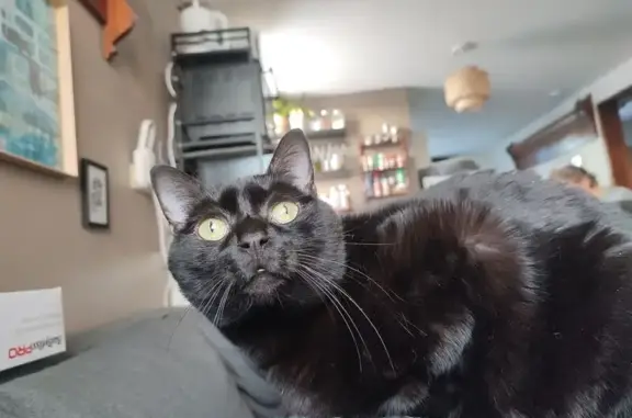 Animaux perdus , photo: Chat perdu : collier bleu, joue gauche rasée