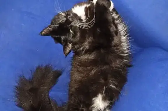 Lost Black Cat: White Socks & Chest
