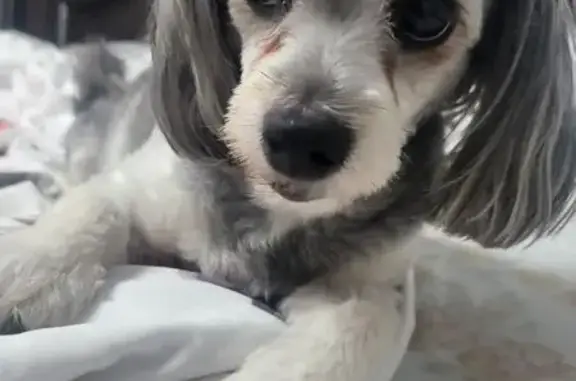 Help Find Gray Dog April in Chicago!