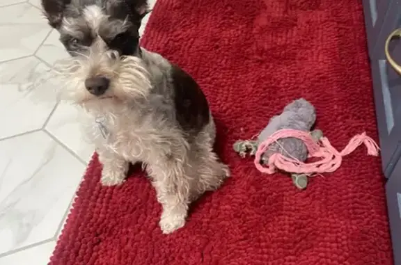 Lost Mini Schnauzer: Help Bring Her Home!