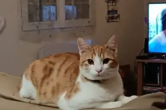 Animaux perdus La Flèche, photo: Chat perdu : roux/blanc, collier jaune, 1 an