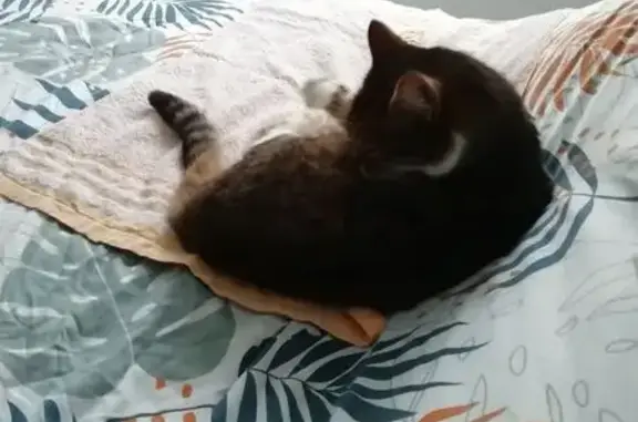 Chat perdu, La Villedieu-du-Clain, photo: Chatte perdue: Oups, tigrée et blanche