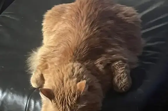 Lost Fuzzy Orange Cat - Aiken Ave, Lowell