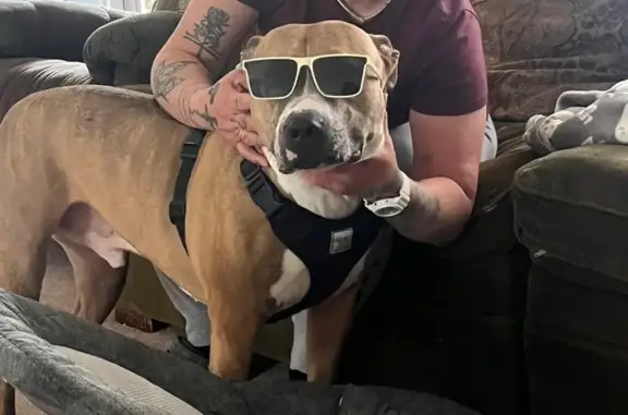 Lost 60lb Light Brown Dog in Kutztown