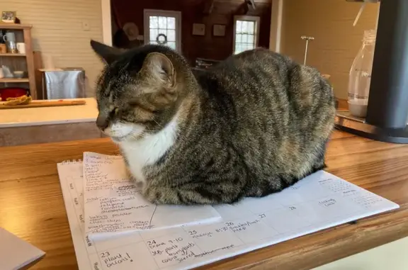 Lost: Sweet Tabby Cat in Blake, SC