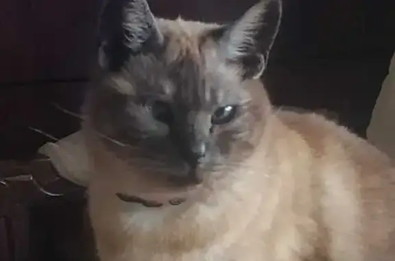 Buscamos a nuestra gata siamesa perdida en Estepona