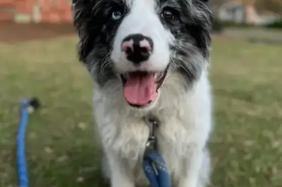 Lost Blue Merle Dog on Dupree Rd, Woodstock