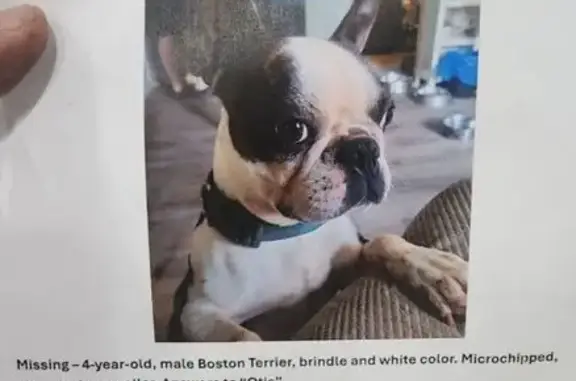 Lost Boston Terrier: Brindle & White, Male
