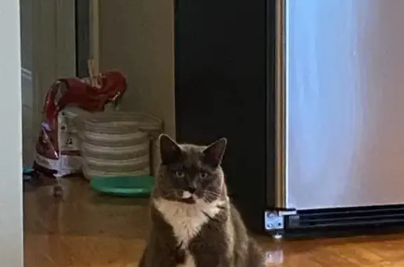 Lost Cat: Grey with White Mustache, Norwich