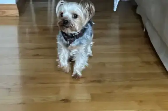 Lost Skittish Yorkie in San Diego Area