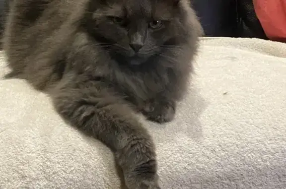 Chat perdu, Challans, photo: Chat perdu, Chemin du Gué Monnier, Challans