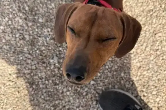Lost Skittish Dog in Colorado