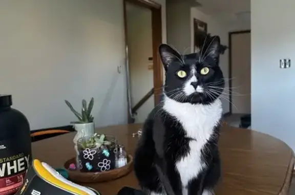 Lost Cat: Black with White Paws in Green Bay