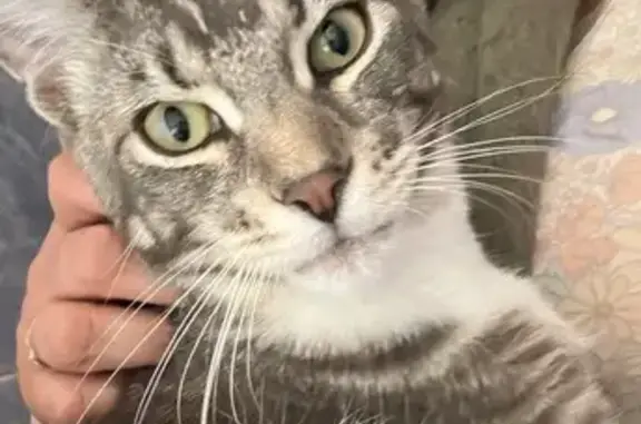 Chat perdu : Simba, mâle castré et pucé - photo