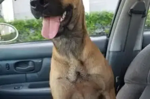 Missing: 3-Year-Old Chow Shepherd Mix
