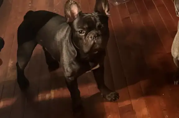 Lost Dog on Jamaica Ave: Help Needed!