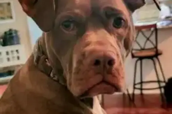 Lost Dog: Brown Pit Bull Mix in Helena