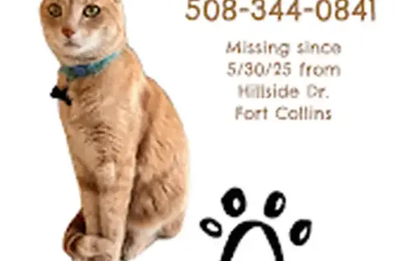 Lost Cream Cat Gus: Help Find Him!