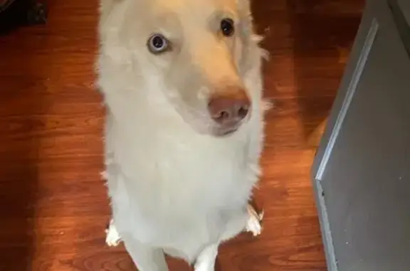 Lost Husky: White/Grey, Blue/Brown Eyes