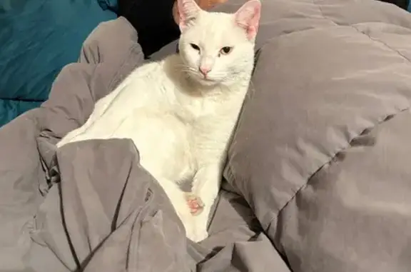 Deaf White Cat Missing on Drayton St.