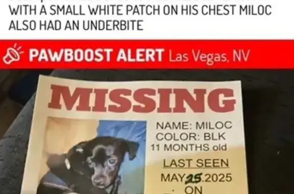 Lost Dog Near Lewis Ave, Las Vegas