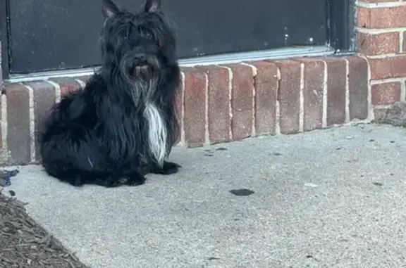 Lost Dog: Black with White Chest in Portsmouth