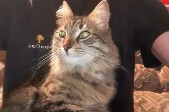 Chat perdu, La Charité-sur-Loire, photo: Chat perdu Tigre, poils longs, La Charité