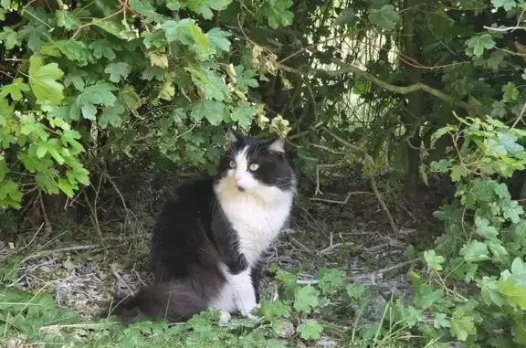 Chat perdue Rue Nelson Mandela, Faches - photo