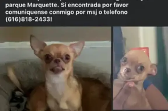 Lost Light Brown Dog on Marquette St.