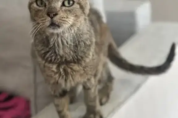 Chat perdu à Orthez : Zaza recherché - photo