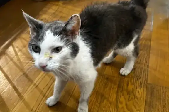 Animaux trouvés Erstein, photo: Chat mâle âgé blanc/gris trouvé Erstein