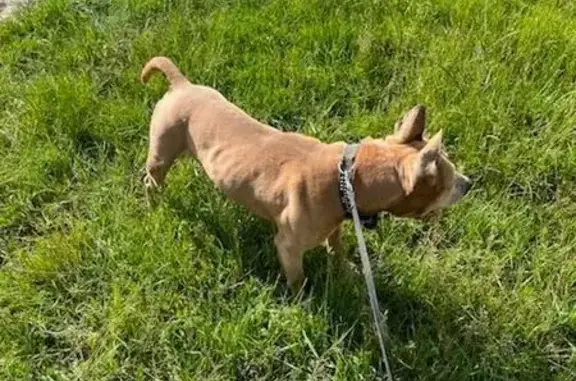 Animaux trouvés , photo: Chien trouvé à Passy-Grigny mairie