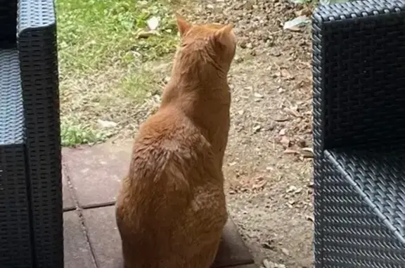 Animaux perdus Saint-Arnoult-en-Yvelines, photo: Chat perdu – Rue des Remparts, Saint-Arnoult