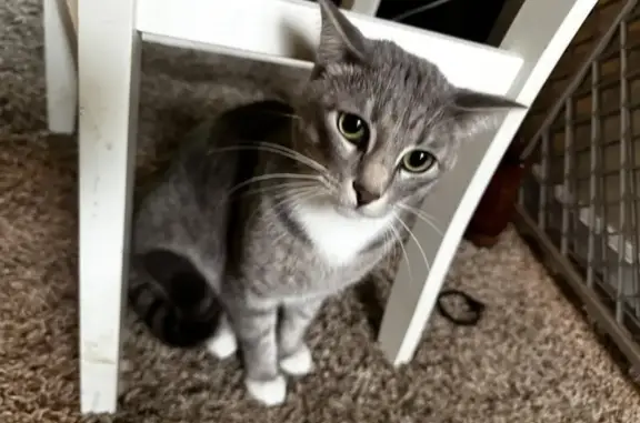Lost Grey Tabby: Unique White Boots