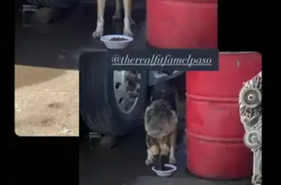 Found Dog: Tan & Black, Pink C...