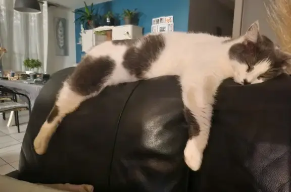 Chatte perdue à Yzeure : Mallow, cœur noir - photo