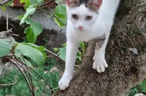 Chat perdu, blanc tigré, Castres - photo