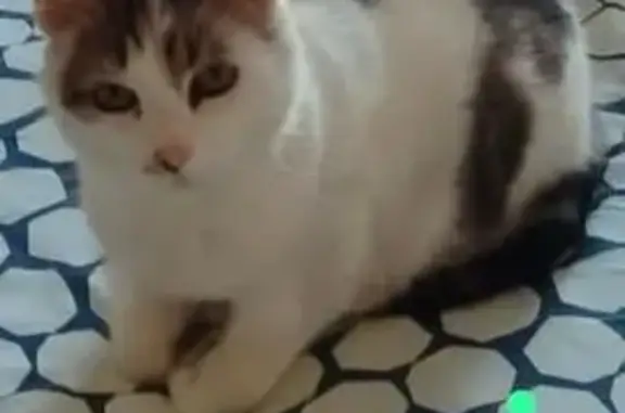 Chat perdu : Gribouiller, blanc taches grises - photo