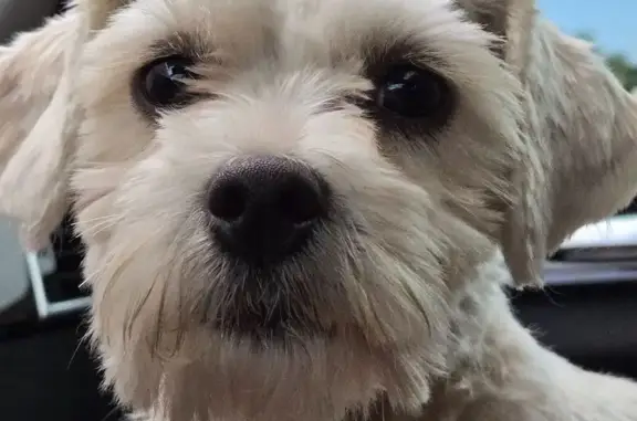 Lost Maltese Found on Hwy 64 i...